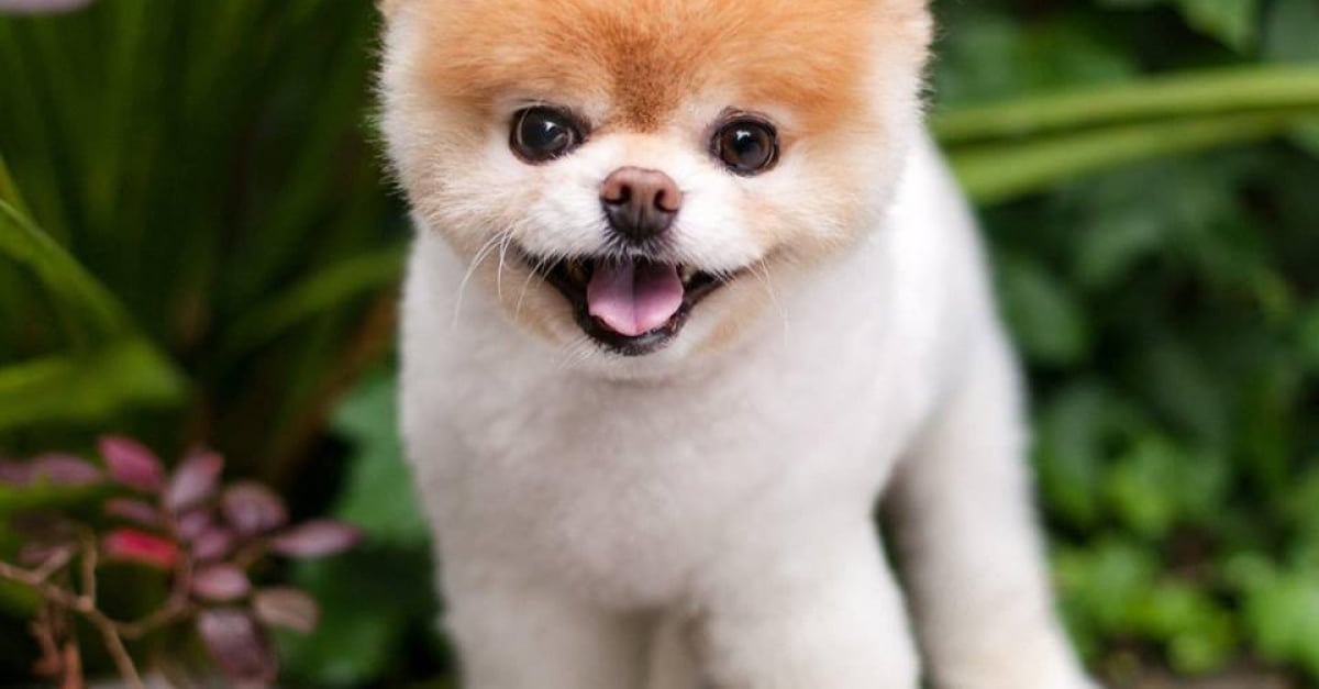 Boo Presente Comme Le Chien Le Plus Mignon Du Monde Est Decede