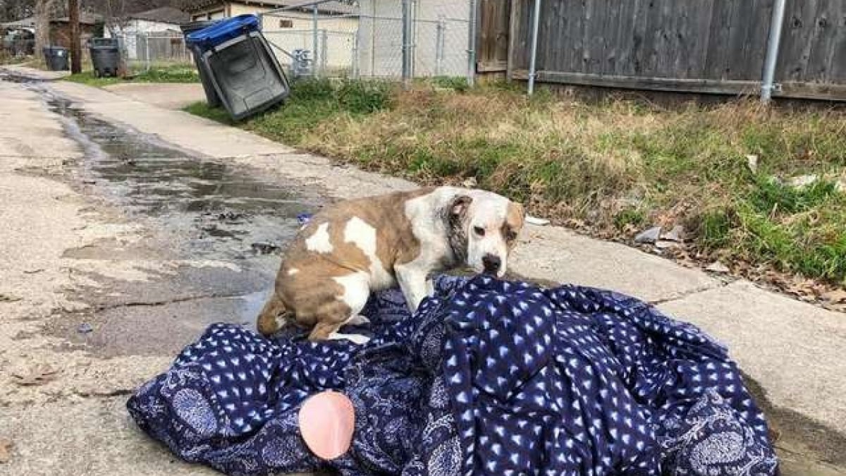 Illustration : "Sauvetage d'une chienne abandonnée le soir de nouvel an, une couverture à ses côtés "