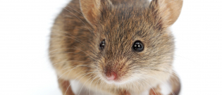Illustration : "Pourquoi ma souris mange-t-elle ses excréments ?"