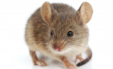 Illustration : "Pourquoi ma souris mange-t-elle ses excréments ?"