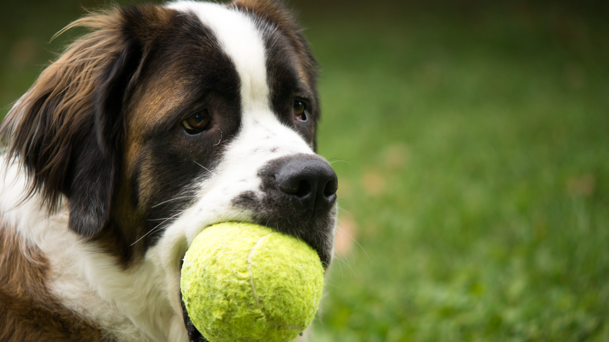 Illustration : "Les balles de tennis sont-elles dangereuses pour mon chien ?"
