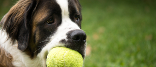 Illustration : "Les balles de tennis sont-elles dangereuses pour mon chien ?"