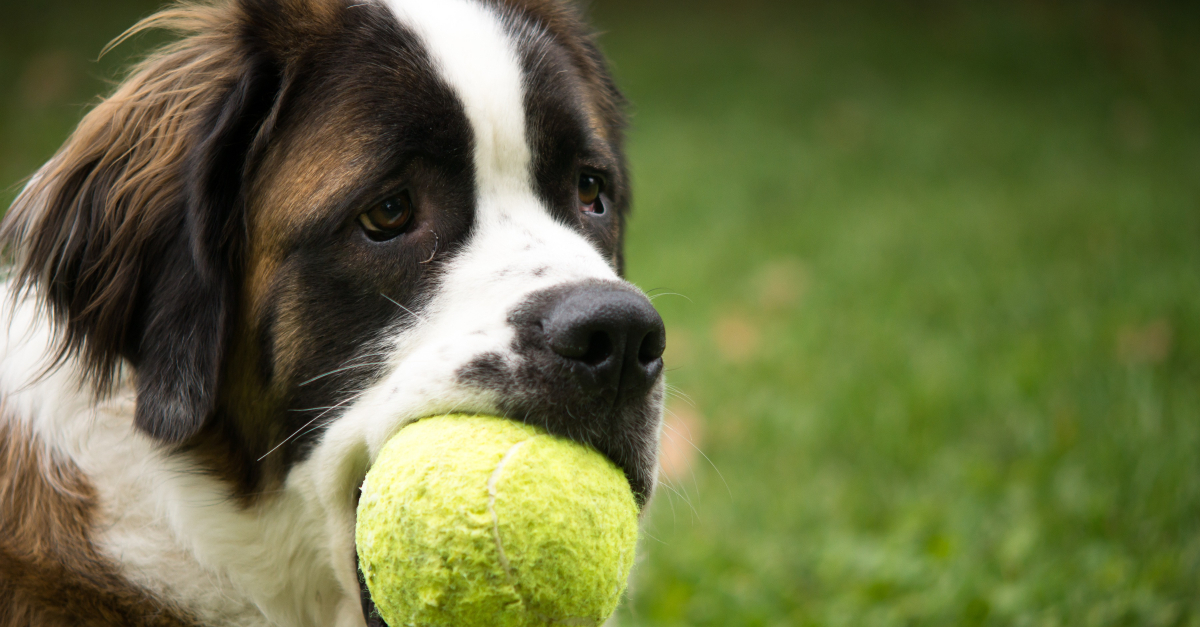 Les balles de tennis : un réel danger pour mon chien ?