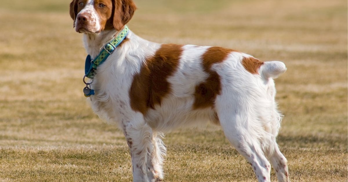 Le corps d'un chien tué par arme à feu découvert dans les