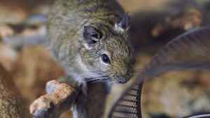 BLOG] Ration alimentaire de l'octodon 