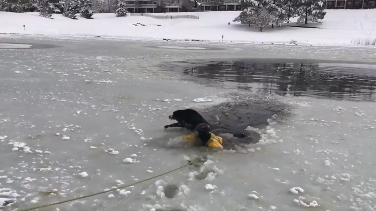Illustration : "(Vidéo) L’incroyable rapidité du sauvetage d’un chien pris dans les eaux glacées d’un lac"