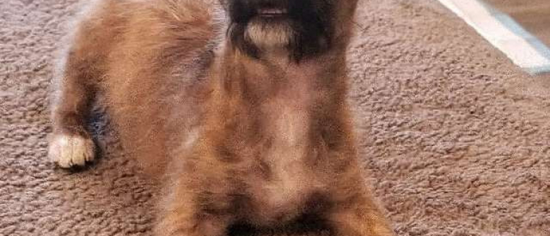 A 17 Ans Il Trouve Sa Vocation En Sauvant Un Chien Abandonne Sous Un Camion A 17 Ans Il Trouve Sa Vocation En Sauvant Un Chien Abandonne Sous Un Camion