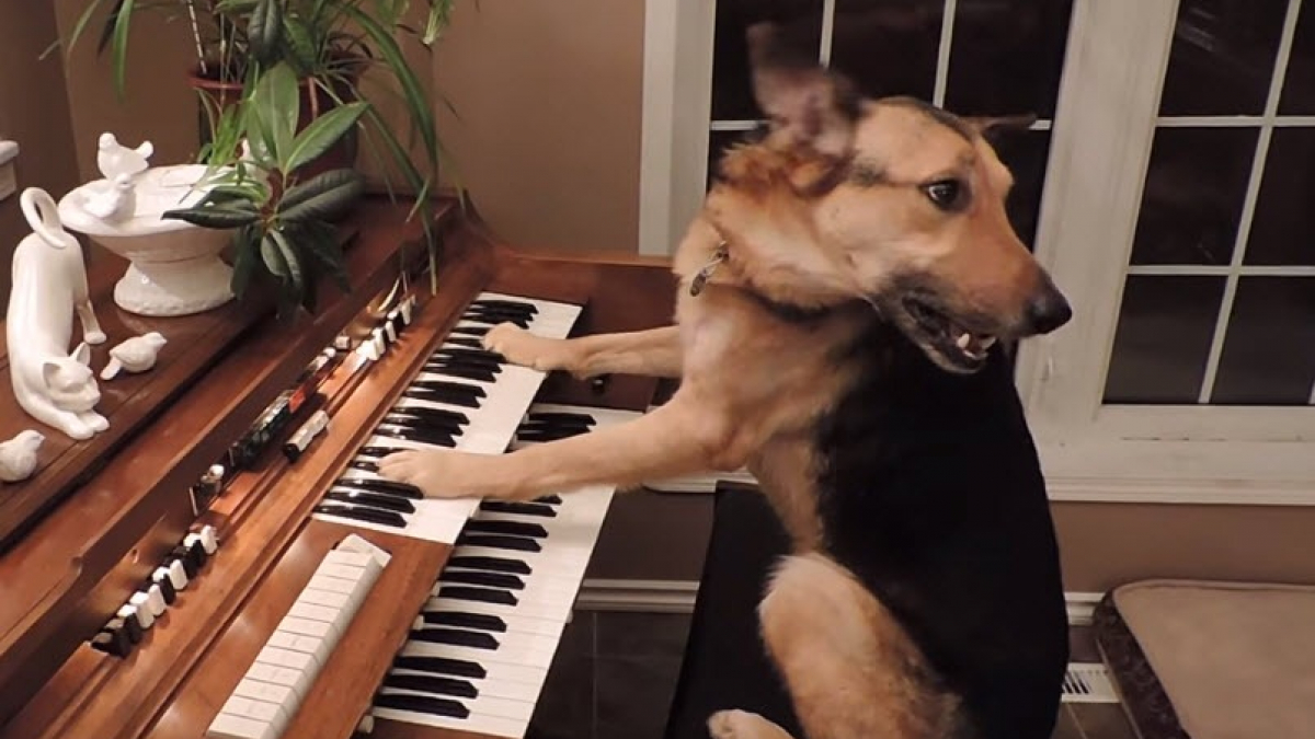 Illustration : "Un chien enflamme la toile en jouant de l'orgue "