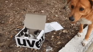 Illustration : Un chien découvre des chatons abandonnés et devient leur père adoptif 