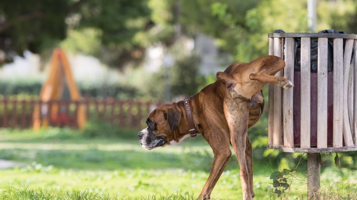 Illustration : "Les troubles urinaires chez le chien"