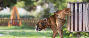 Illustration : "Les troubles urinaires chez le chien"