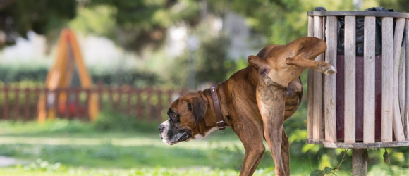 Illustration : "Les troubles urinaires chez le chien"