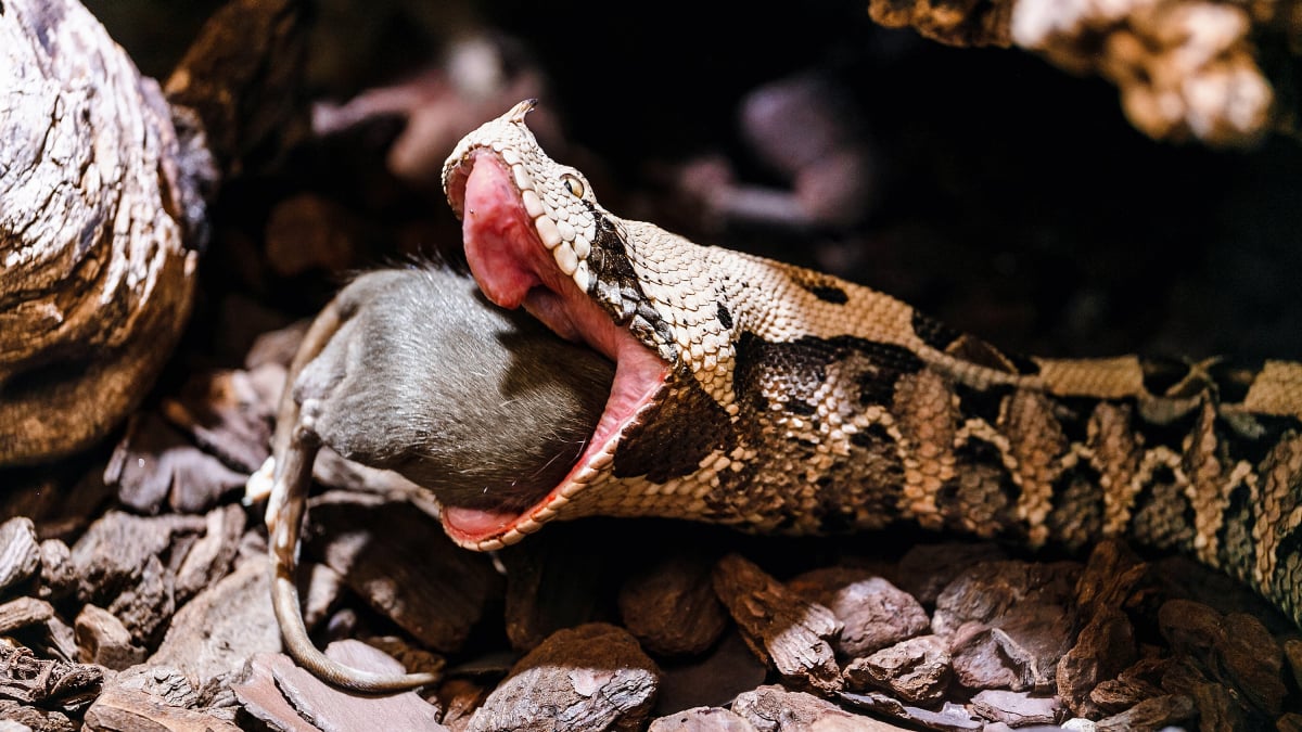 Illustration : "La perte d'appétit chez le serpent"