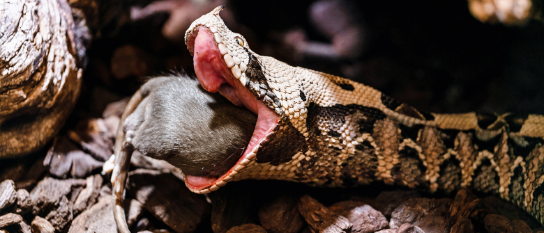 Illustration : "La perte d'appétit chez le serpent"
