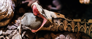 Illustration : "La perte d'appétit chez le serpent"