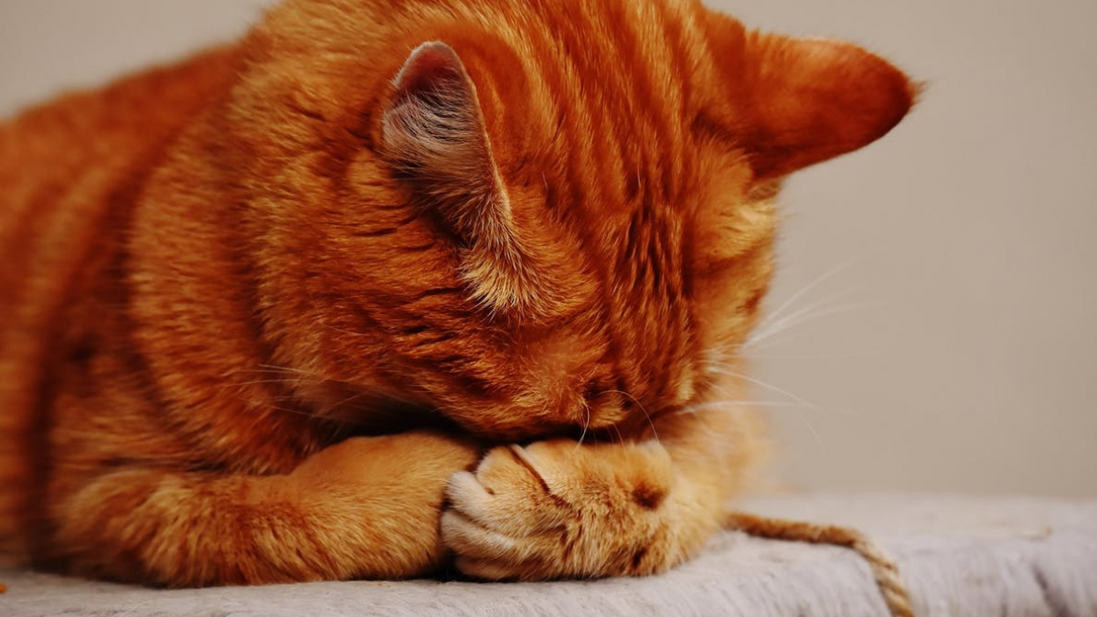 5 astuces pour nettoyer efficacement l'urine de chat