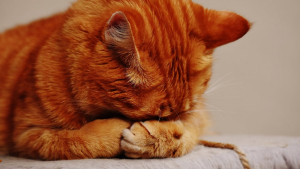 Illustration : 5 astuces pour nettoyer efficacement l'urine de chat