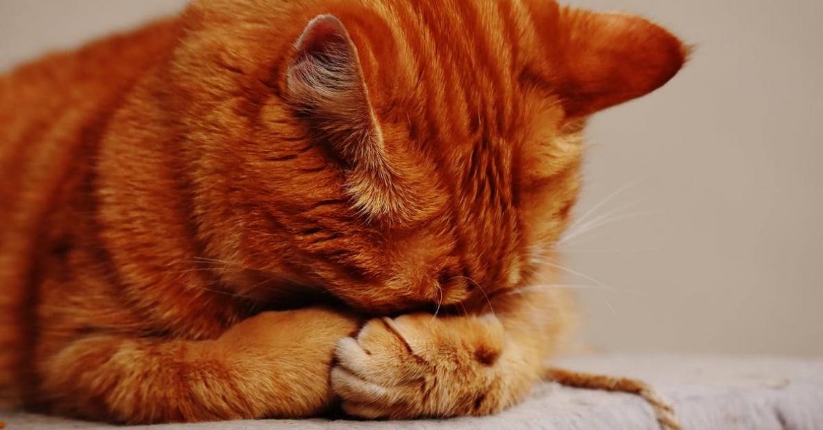 5 astuces pour éliminer l'odeur d'urine de chat