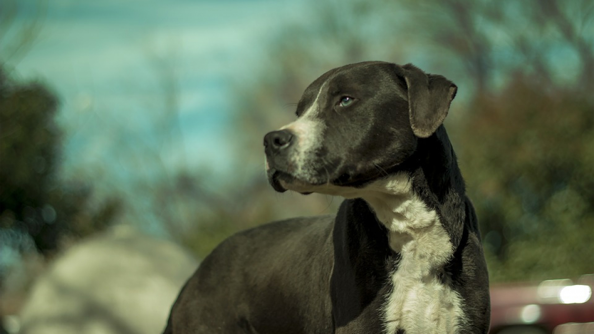 Illustration : "Mordu au bras par un pitbull, un policier abat le chien d'un suspect"