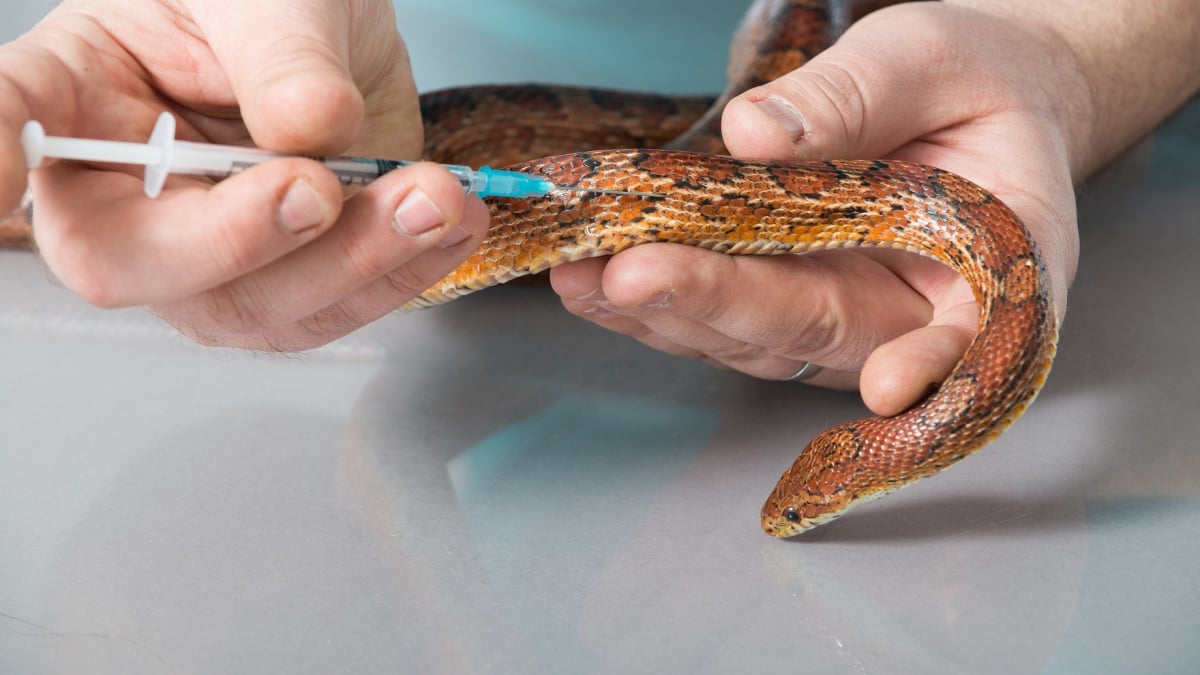 Illustration : "La visite chez le vétérinaire pour son serpent"