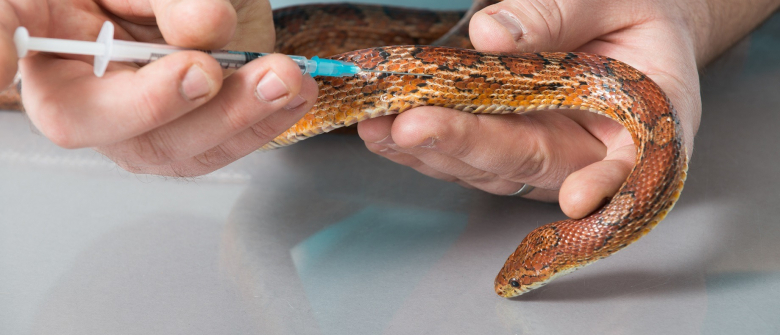 Illustration : "La visite chez le vétérinaire pour son serpent"