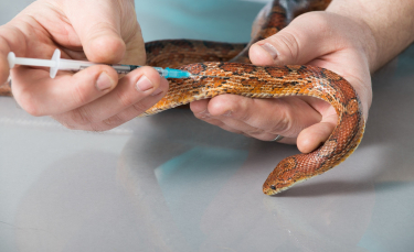 Illustration : "La visite chez le vétérinaire pour son serpent"