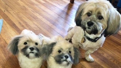 Illustration : Il est désormais possible de créer des pantoufles à l’effigie de votre chien
