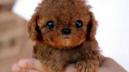 Illustration : 14 photos d'animaux que l'on pourrait facilement prendre pour des peluches