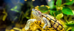 Illustration : "Soins et hygiène à apporter à une tortue"