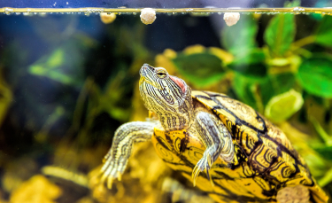 Illustration : "Soins et hygiène à apporter à une tortue"