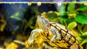Illustration : Soins et hygiène à apporter à une tortue
