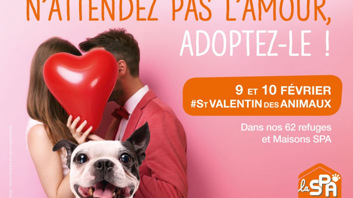 Illustration : "La SPA organise la Saint-Valentin des Animaux pour booster les adoptions"