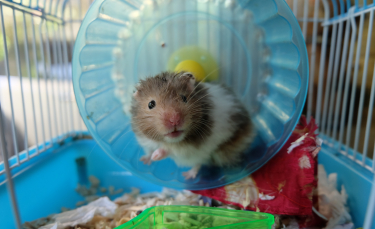 Illustration : "Nettoyer la cage du hamster"