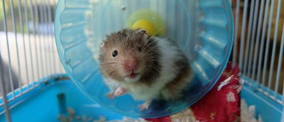Illustration : "Nettoyer la cage du hamster"