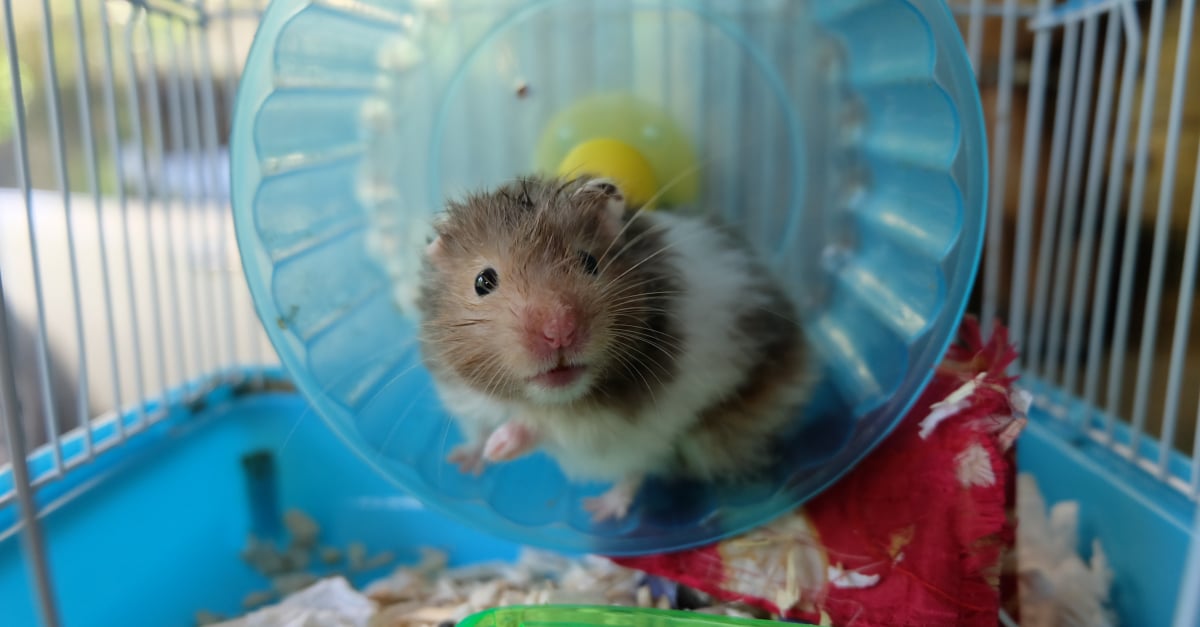 Quand nettoyer la cage de mon hamster ?