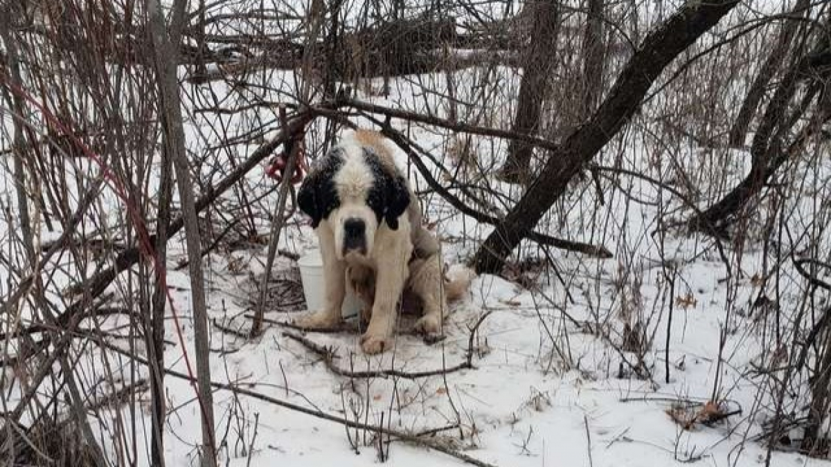 Illustration : "Un chien sénior survit 17 jours en pleine nature par - 10 degrés"