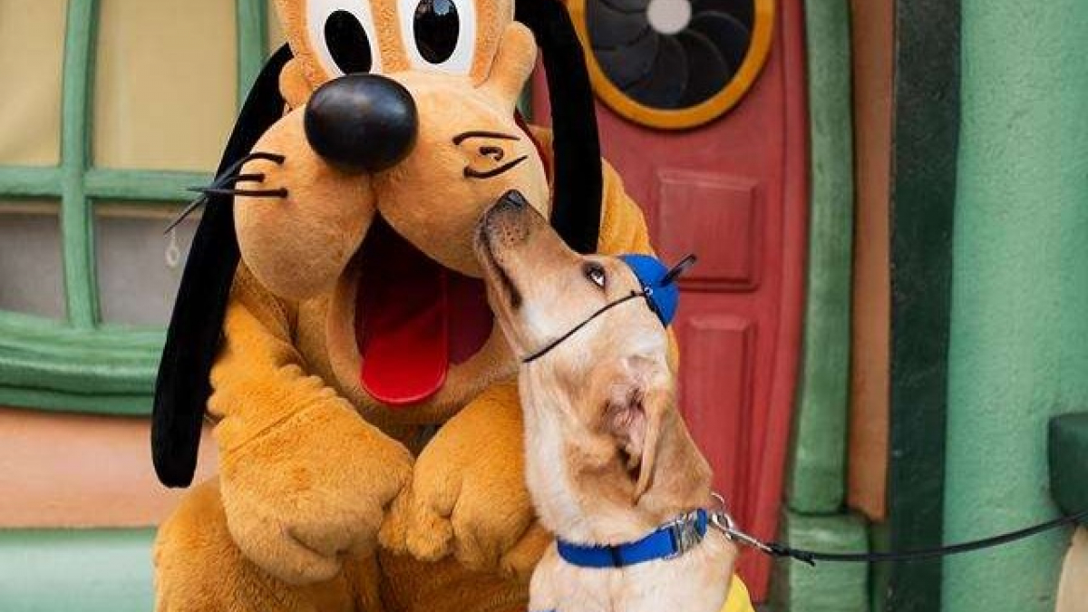 Illustration : "Futur chien d'assistance, on lui offre de rencontrer ses personnages Disney préférés "