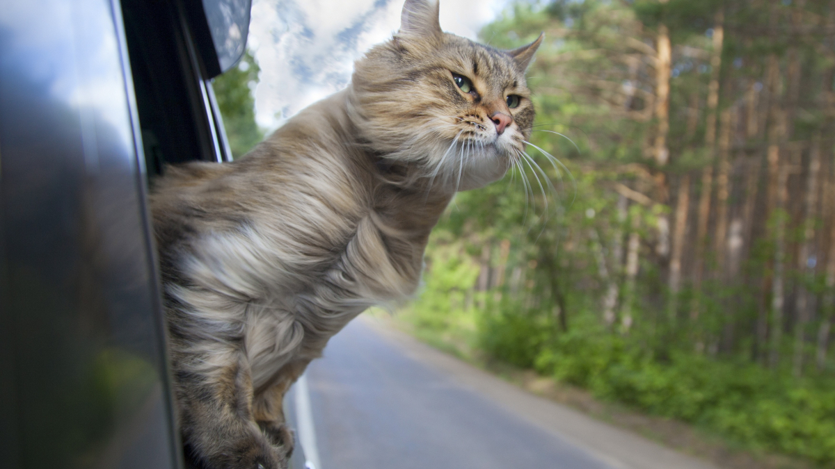 Illustration : "Traiter le mal des transports chez le chat"