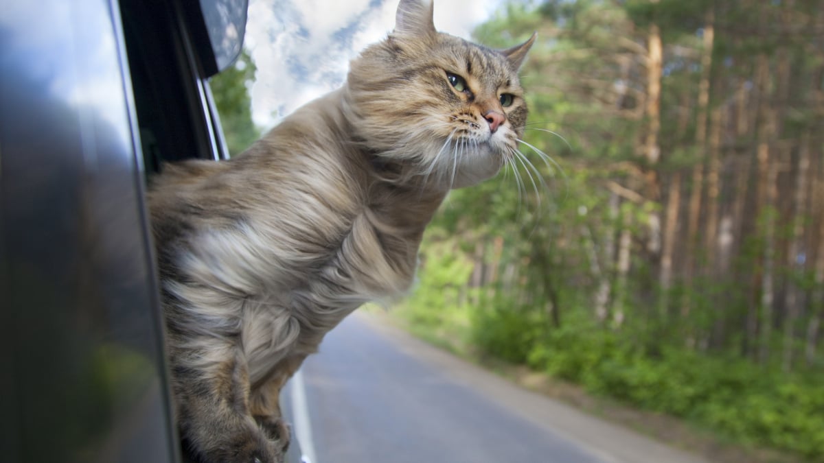 Transporter un chat en voiture : les solutions – Guide Chat