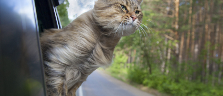 Illustration : "Traiter le mal des transports chez le chat"