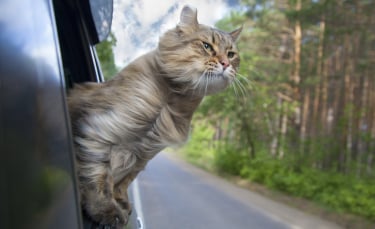 Illustration : "Traiter le mal des transports chez le chat"