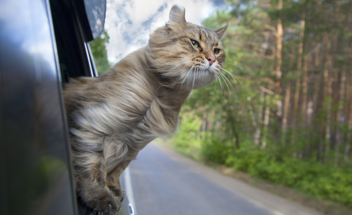 Illustration : "Traiter le mal des transports chez le chat"