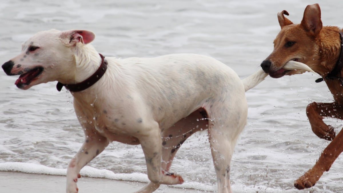 Illustration : "8 faits étonnants sur la queue du chien"