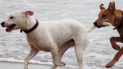 Illustration : 8 faits étonnants sur la queue du chien