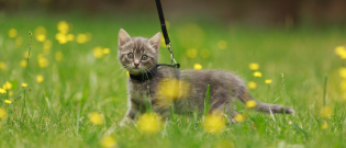 Illustration : "Choisir une laisse pour son chat"
