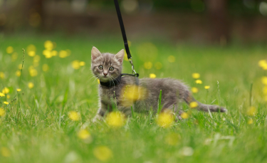 Illustration : "Choisir une laisse pour son chat"