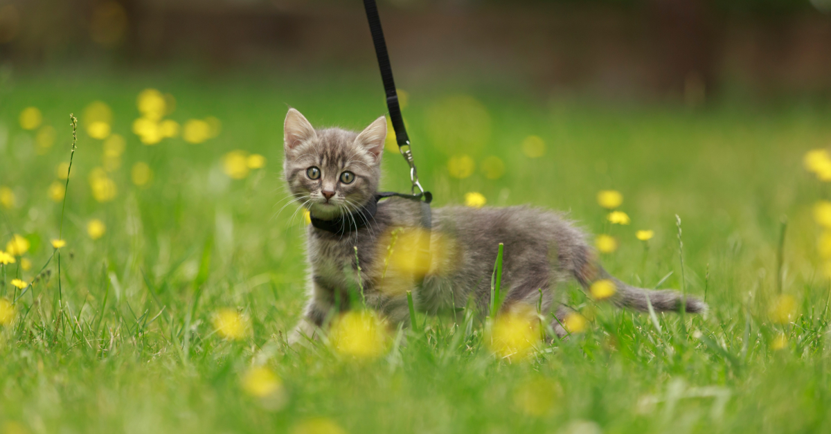 Guide pour réussir à promener votre chat en laisse