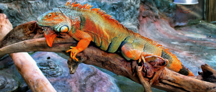 Illustration : "Le chauffage dans un terrarium pour iguane ?"