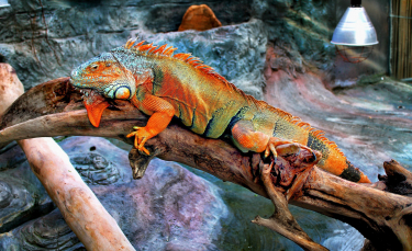 Illustration : "Le chauffage dans un terrarium pour iguane ?"