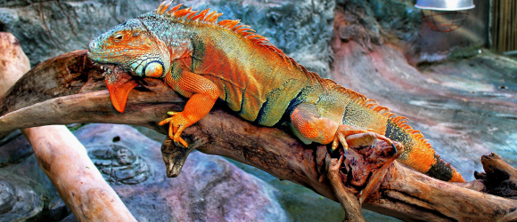 Illustration : "Le chauffage dans un terrarium pour iguane ?"